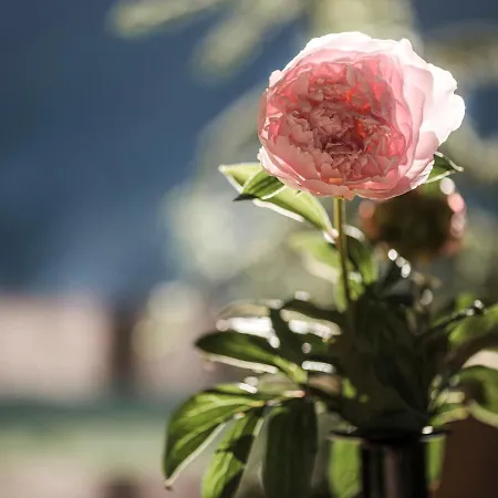 Aparthotel Stacherhof